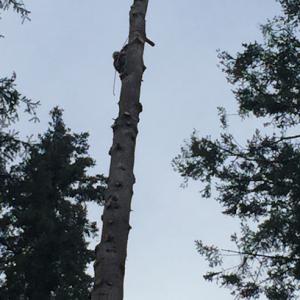 Accurate Tree Services