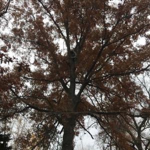 Trinity Tree Service Beavercreek