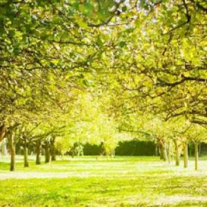 M Reyes Tree Services