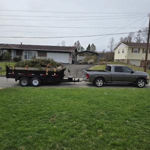 Liberty Tree Experts