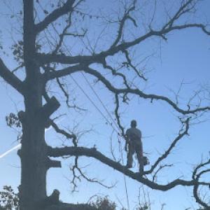Rogers tree service