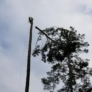 Executive Branch Tree & Landscape