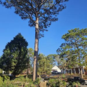 Hernandez Cruz Tree Removal & Stump Grinding