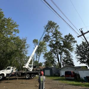 Alliance Tree Service