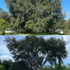 Palm Down Tree Service