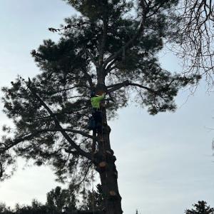 Hett Tree Service