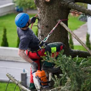 Spanner Tree & Shrub Care