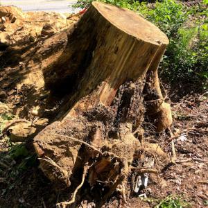 Boston Tree & Stump