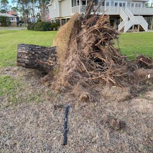 Vandiver Stump Removal