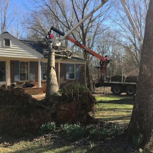 New Hites Tree Company