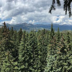 Iron Spruce Tree Care