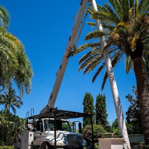Safari Tree Professionals