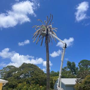 Native Tree Services