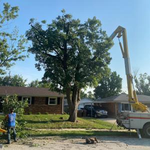 Simpson's Tree Services