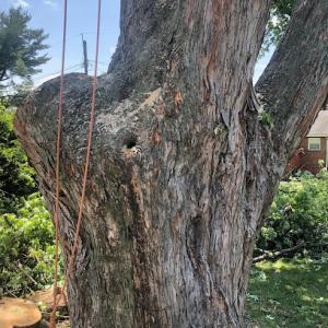 Hernandez tree service