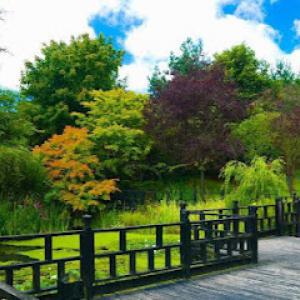 Mitchell Tree & Stump Service