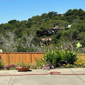 Oscar Moreno Tree Service