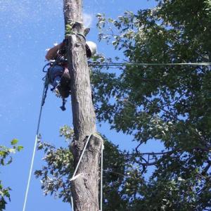 Spechtacular Tree Care