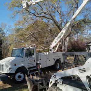 Silverleaf Tree Service