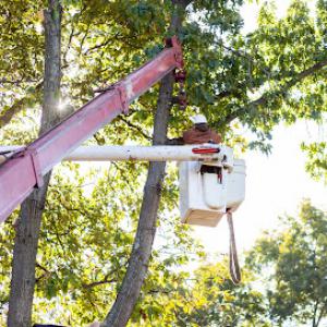 Estate Tree Service