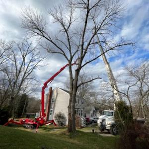 Joe McIlvaine Tree & Lawn Services