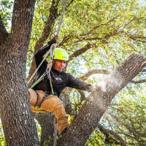 Tree Scouts Tree Service & Trimming Georgetown