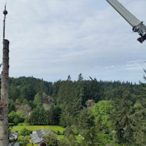 Gig Harbor Tree Service