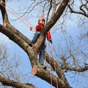 A Cheaper Tree Service