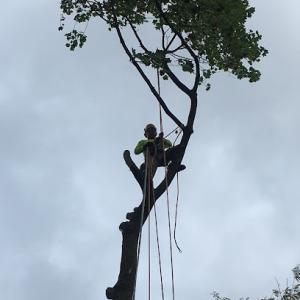 Pelchat Tree Service
