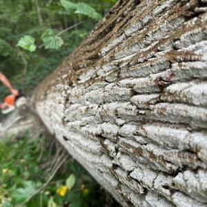 Turner's Tree Service