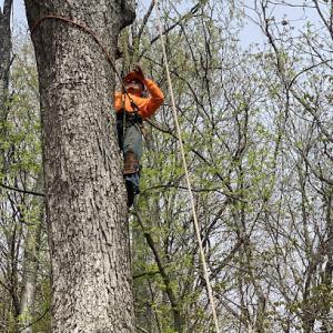 JayBird Tree Service