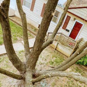 Richter's Tree Service