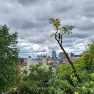 Madison Tree Care & Landscaping