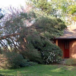 Tree Images - Professional Tree Service