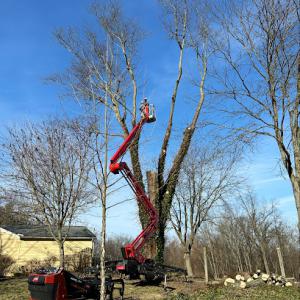 Tree Top Tree Trimming