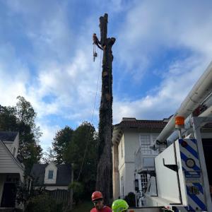 Trim Pro Tree & Landscaping