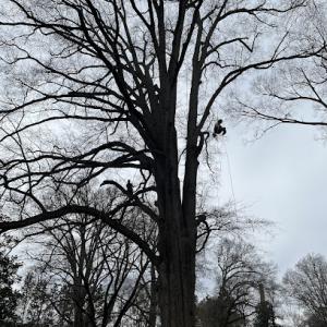 Triad Arborist