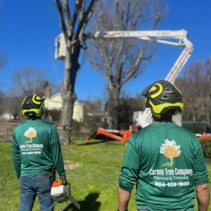Carson Tree Company
