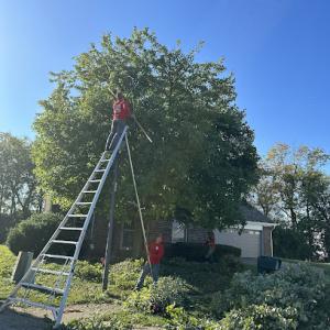 Anytown Tree Service