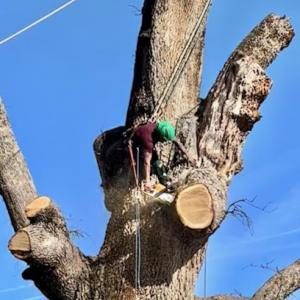Camilo Tree Service