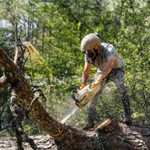 Georgia Pro Tree Services