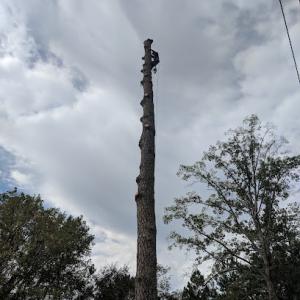 Moore's Timber &Tree Service