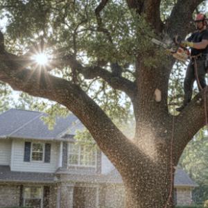 DN Bobcat/Trees Plus
