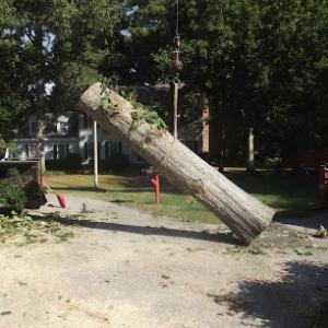 Reliable Tree & Crane