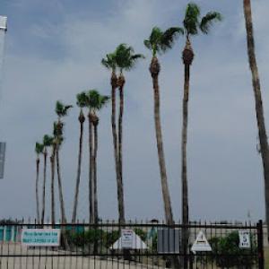 Gonzales tree & palm service