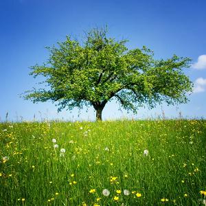 Bird's Eye View Tree Services