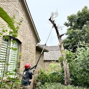 Sunset Tree Services