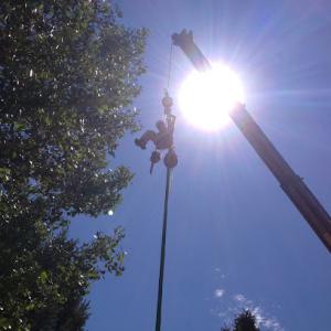 Transcendent Treecare