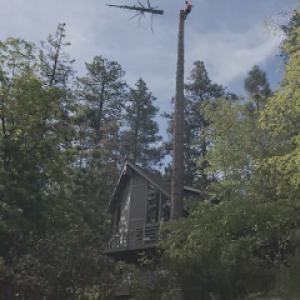 Top Of The Line Tree Care