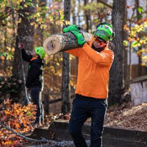 Green Oak Tree Experts
